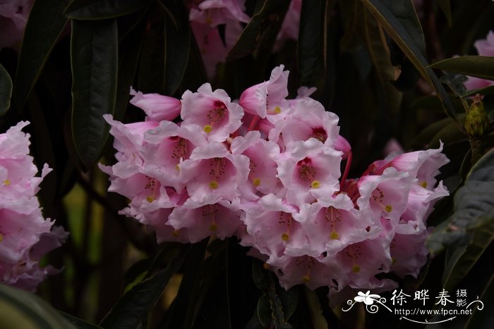 葫芦种植时间和方法