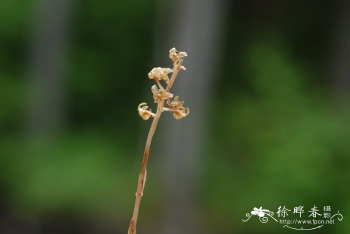 黄精的价格