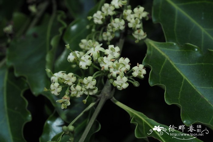 薄荷花语是什么