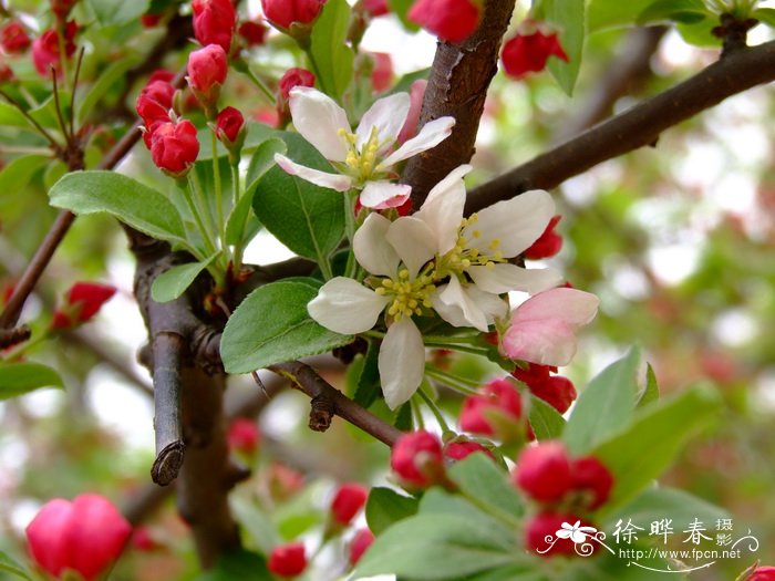 爱情花是什么花