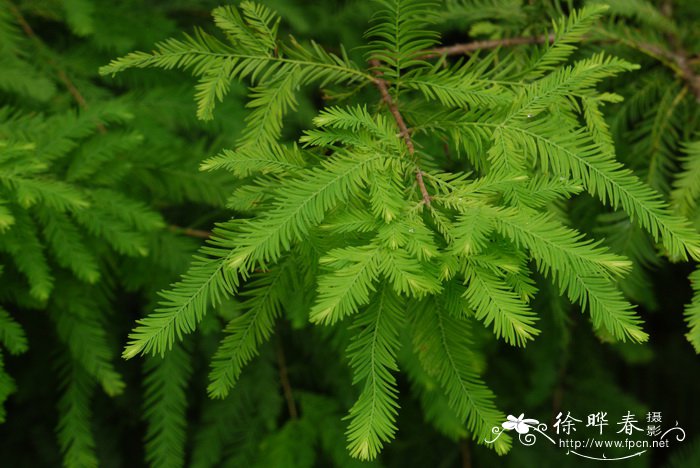 如何种植桂花树苗