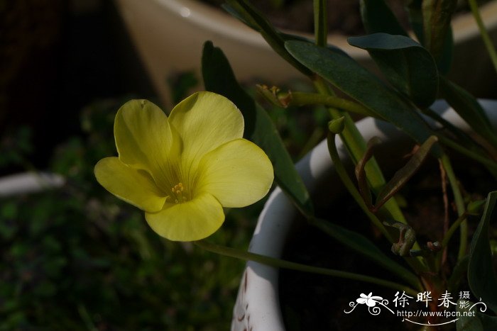 蓝花楹适合在哪里种植