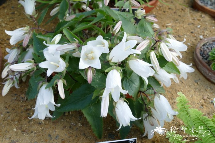 山茶花种植