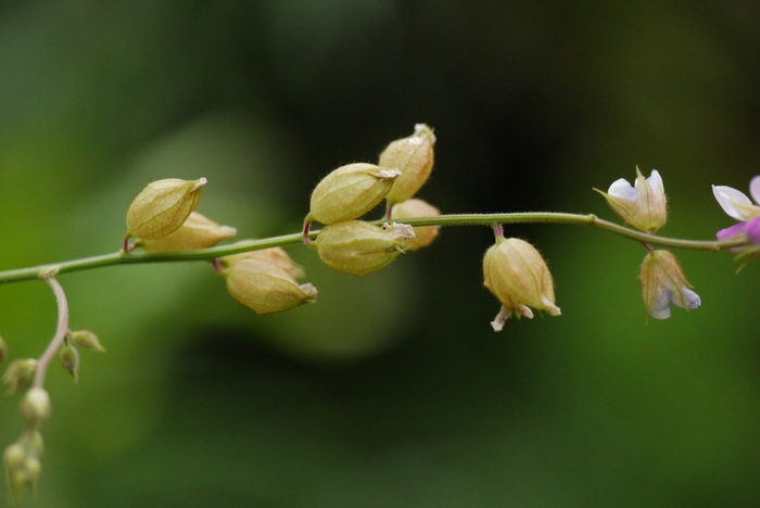 泡桐花的花语