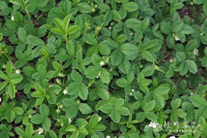 菊花在什么时候开放