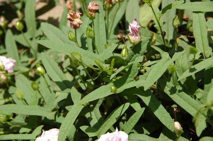 野生荠菜图片大全