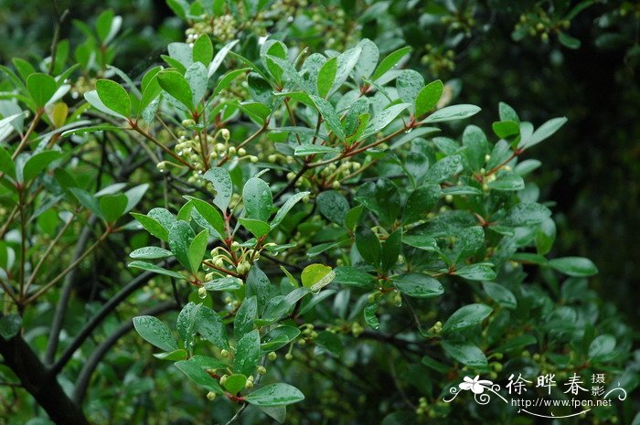 马铃薯种植时间和方法