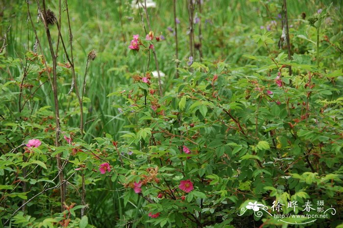 木芙蓉花期