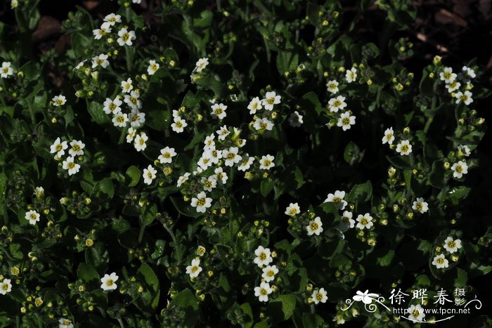 冬天多肉植物怎样过冬