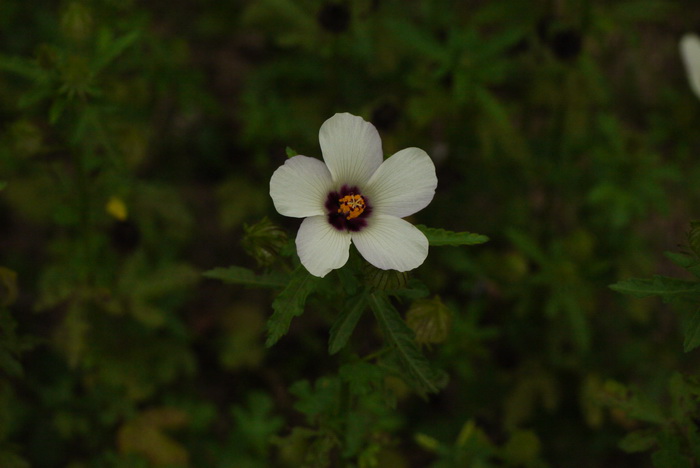 君子兰不开花怎么办