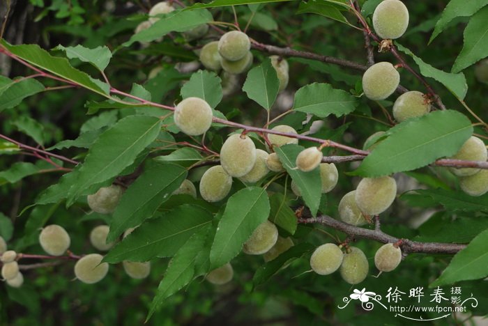 植物介绍及图片