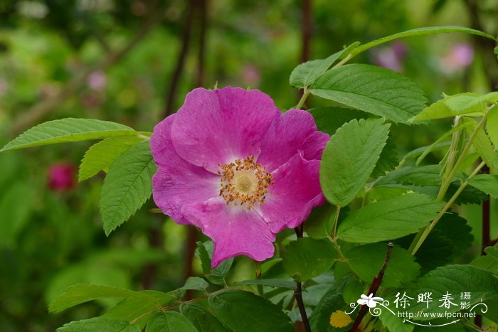 水果皮怎么发酵成花肥