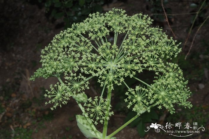 除甲醛的植物哪些最好