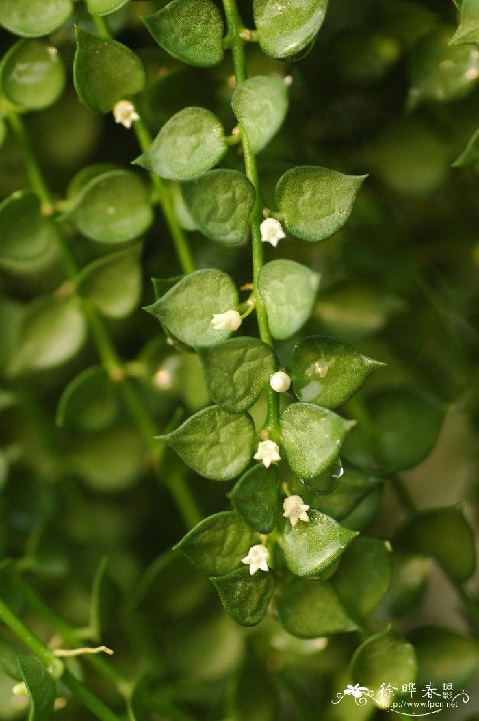 茉莉花的习性