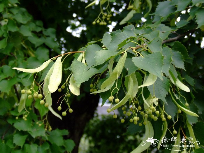 农村种植业致富项目做什么好