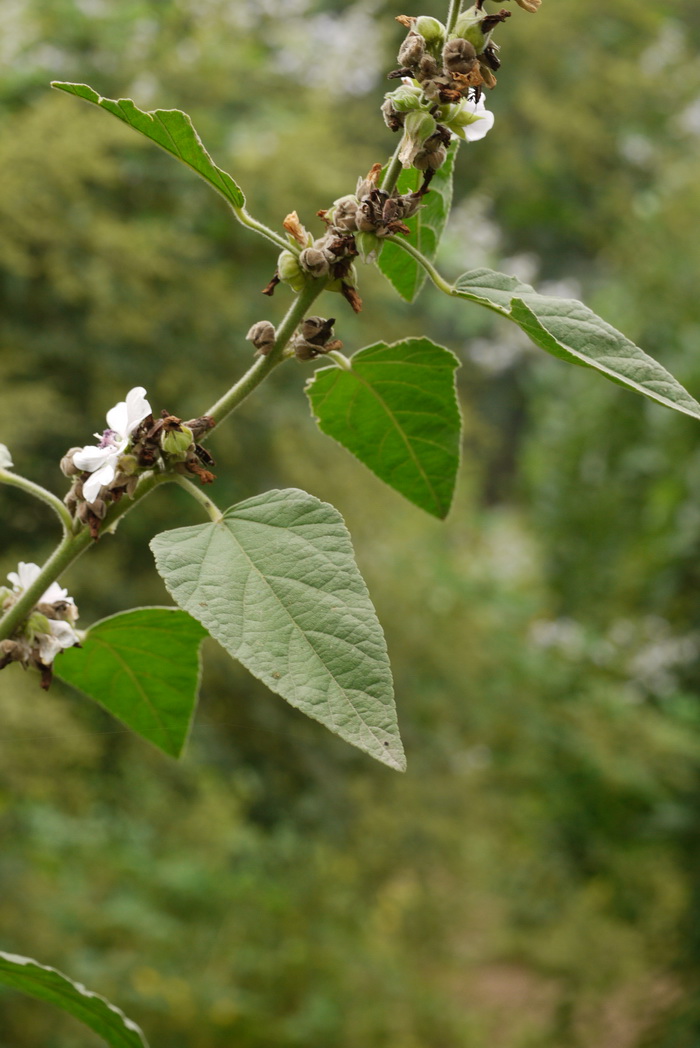 茼蒿种植