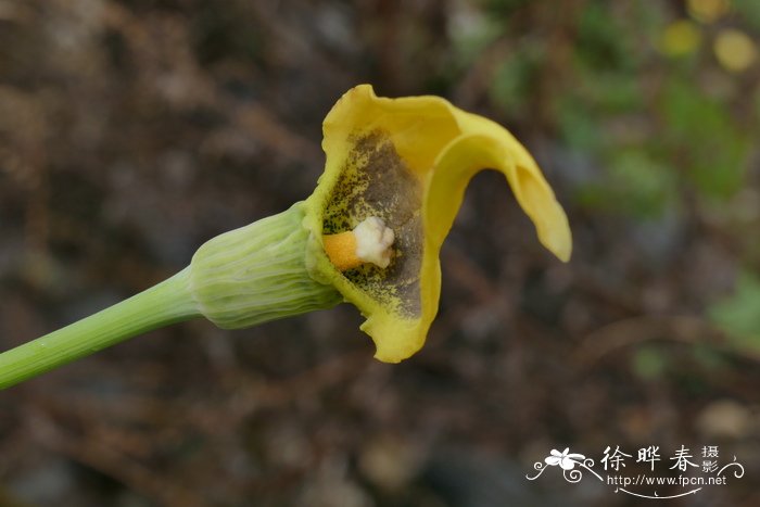 苹果长在哪里