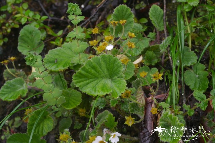 康仙花