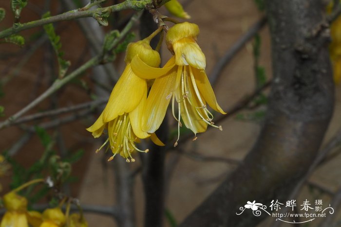 深山含笑花语