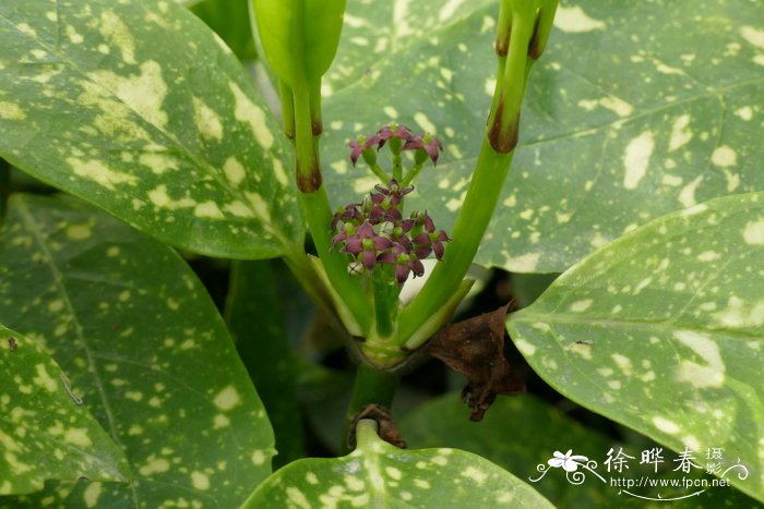 植物如何传播种子