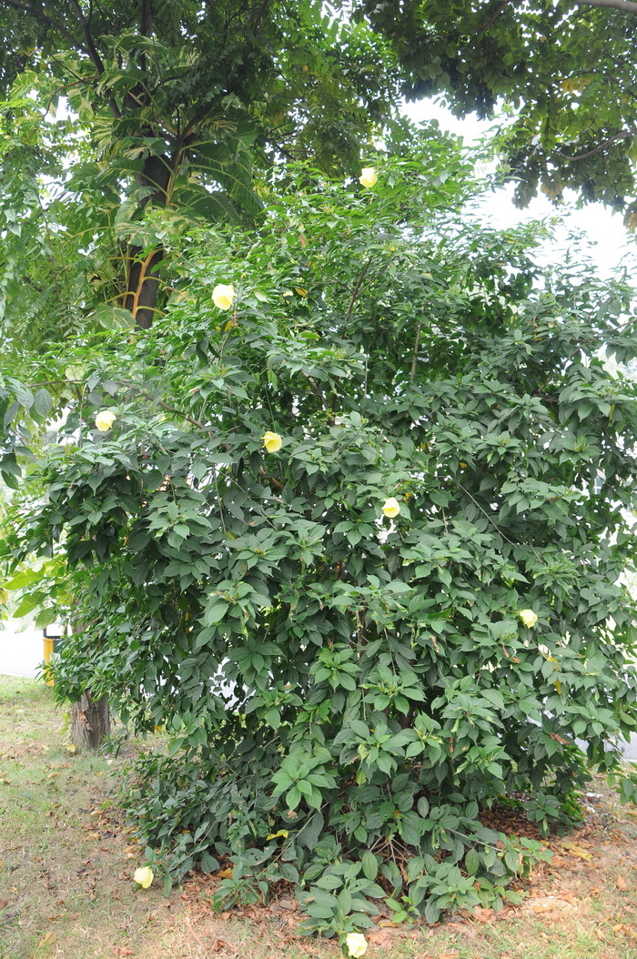 女神节送什么花