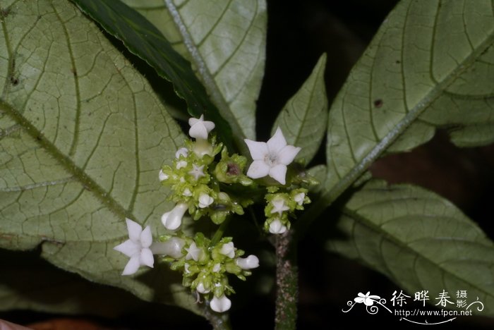 菊花叶子图片