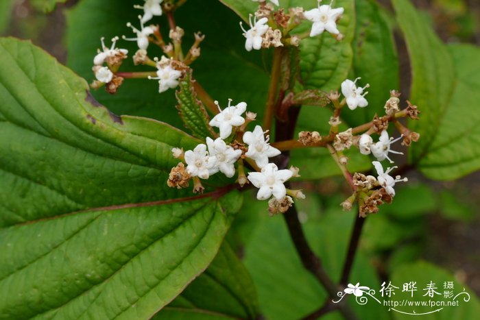 长寿花盆栽