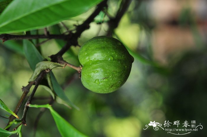 厚脸皮植物图片