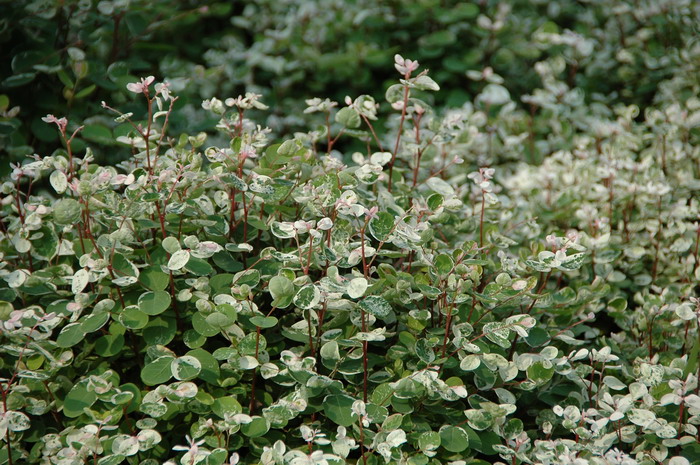 茶花树苗价格