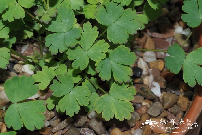 葫芦种植时间和方法