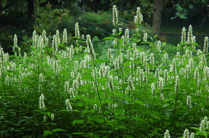 爱情花是什么花