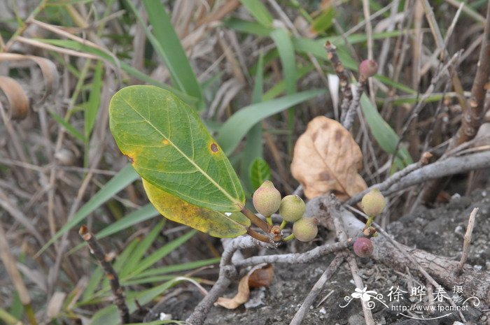 桑葚树