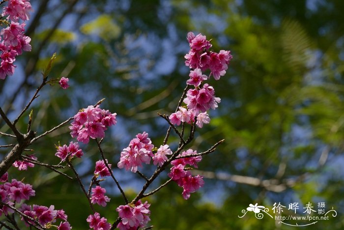 野生荠菜图片大全