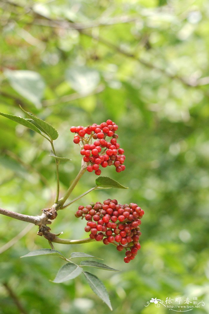 蓝花楹适合在哪里种植