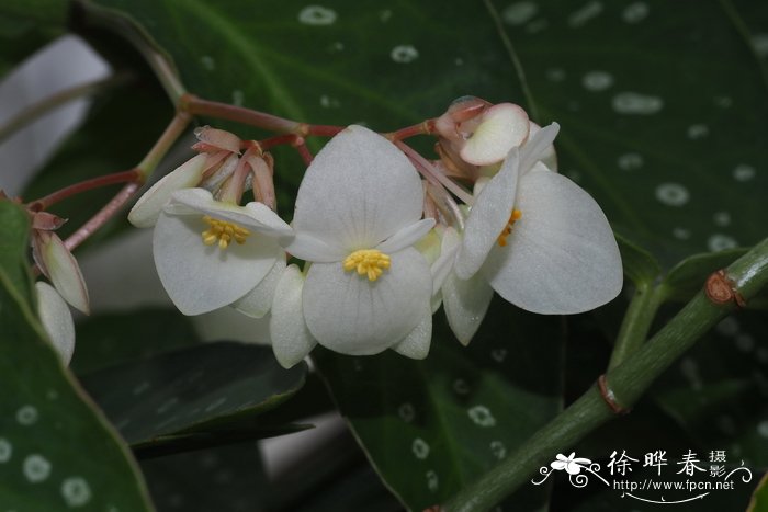 泡桐花的花语