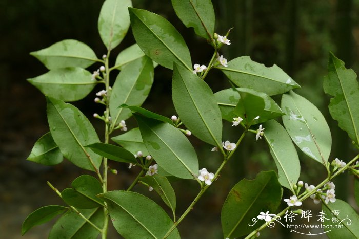 建兰什么时候开花