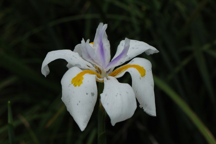 白芨种子种植