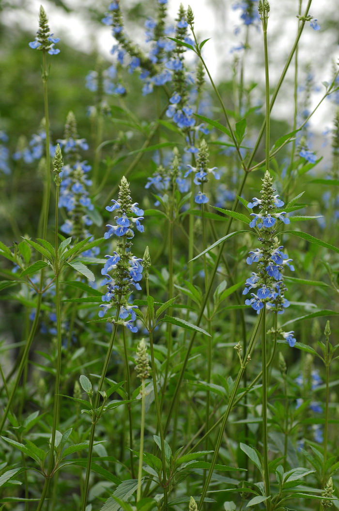 野生荠菜图片大全