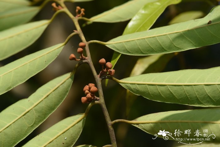 大棚黄瓜种植技术