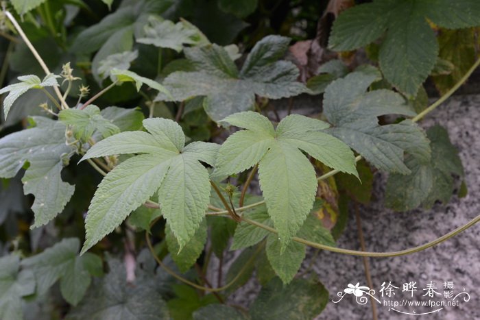 七彩竹芋的养殖方法和注意事项