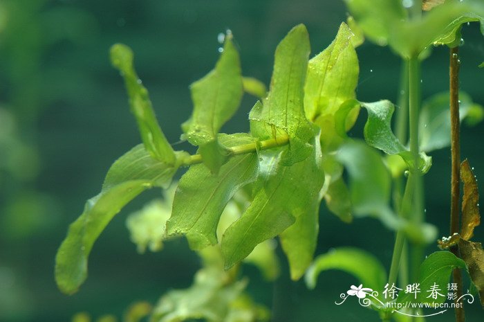 杭白菊和胎菊的区别