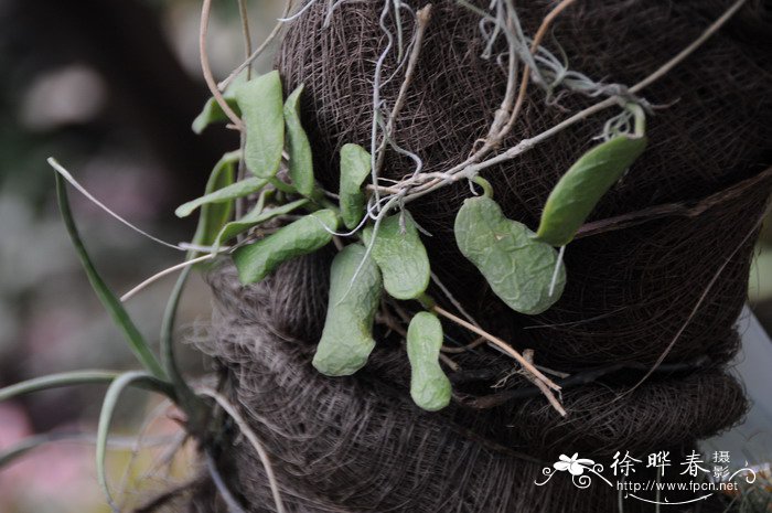 珍珠草图片