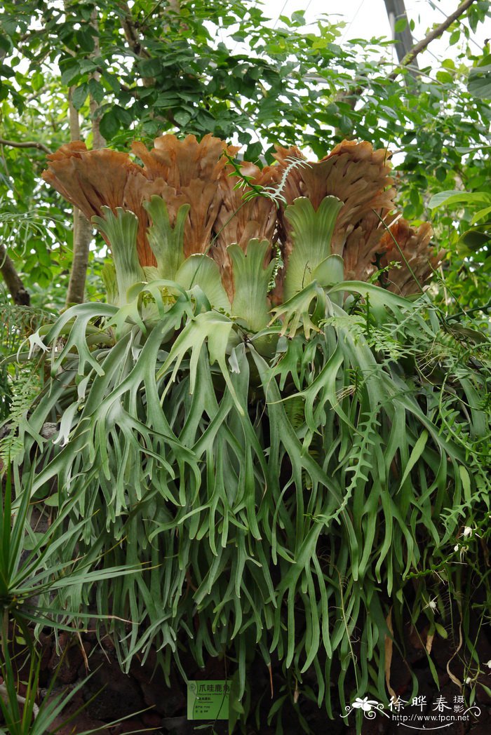 河南郑州鲜花