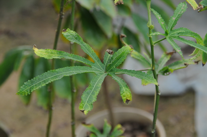 野生荠菜图片