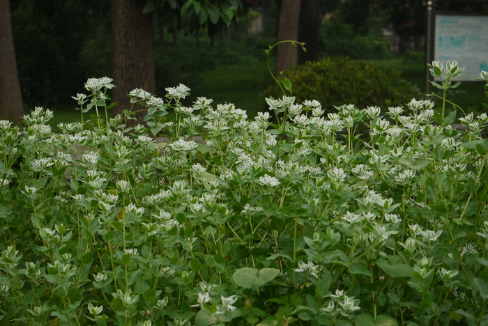 山楂花