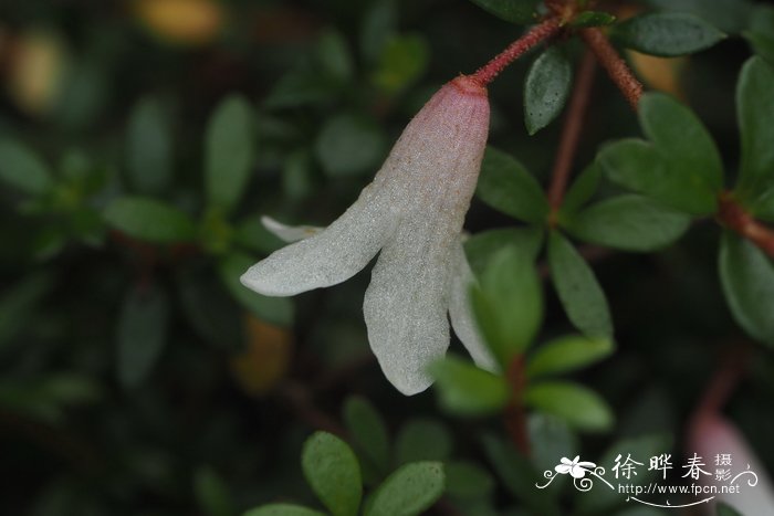 芙蓉花的寓意和花语