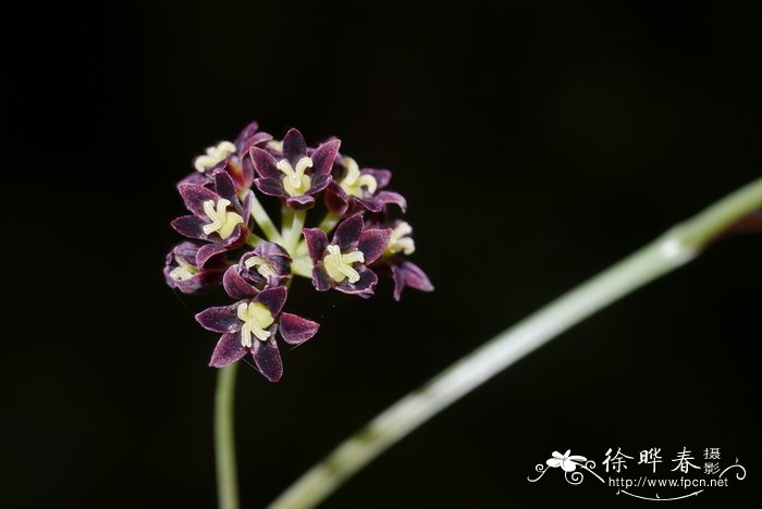 蕨麻怎么吃