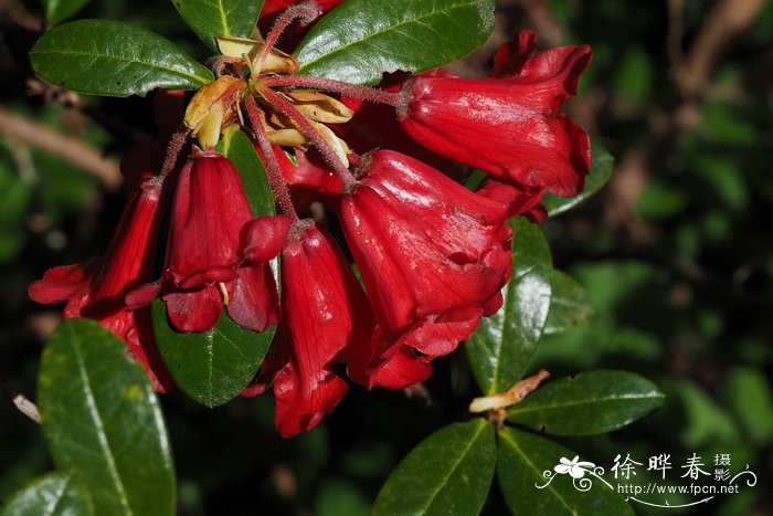 木棉花怎么吃最好