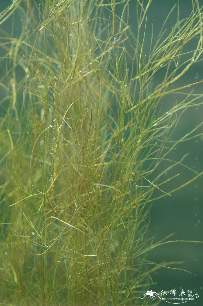 丁香花种植