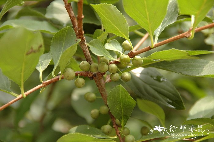 荷花象征着什么